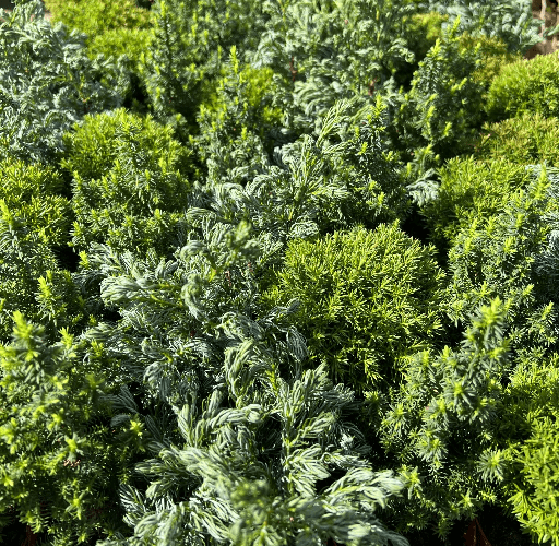 Miniature Dwarf Conifers.
