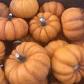 Miniature Pumpkins - Super tasty  - Fairy Pumpkins.
