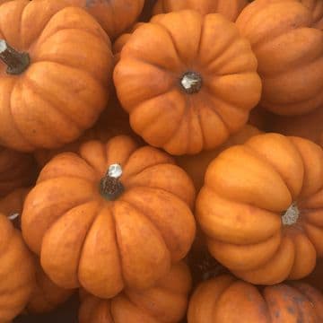 Miniature Pumpkin - Super tasty - Fairy Pumpkin - Fresh