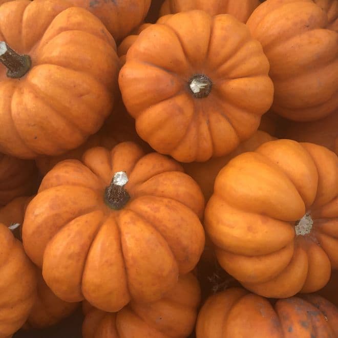 Miniature Pumpkins - Super tasty  - Fairy Pumpkins.