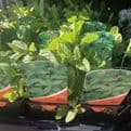 MInt Spicata  - 10cm Pot - Herb.