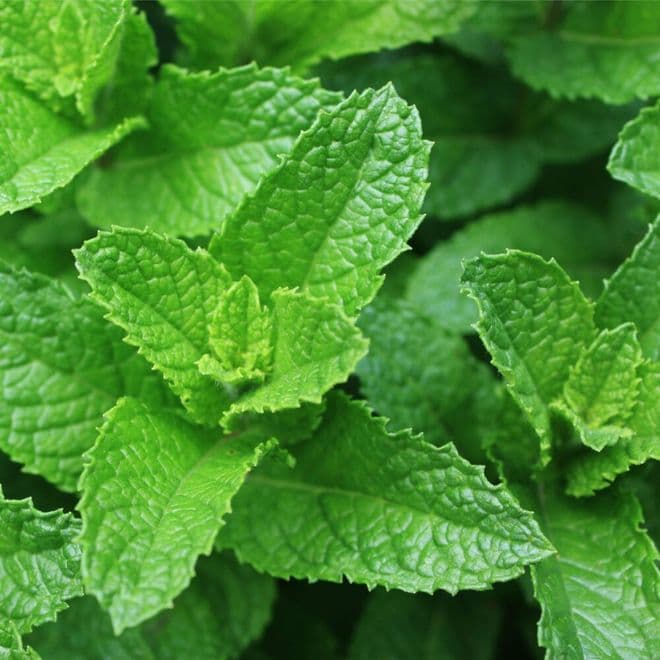 MInt Spicata  - 10cm Pot - Herb.