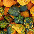 Mixed  Autumn Gourds.