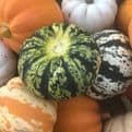Large Mixed  Autumn Squash - Super tasty & Great for Halloween.