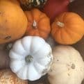 Large Mixed  Autumn Squash - Super tasty & Great for Halloween.