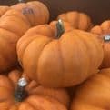 Large Mixed  Autumn Squash - Super tasty & Great for Halloween.