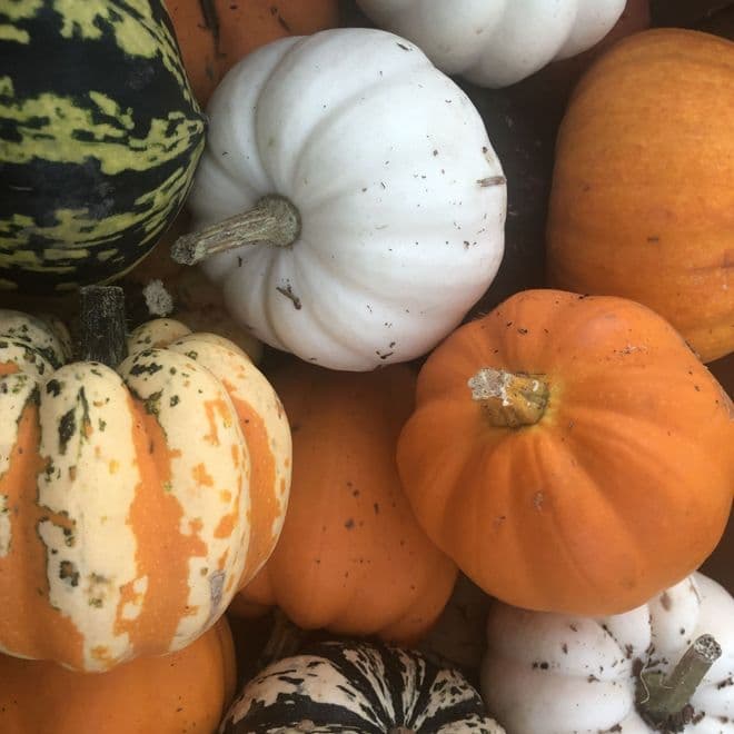 Large Mixed Autumn Squash - Super tasty & Great for Halloween.