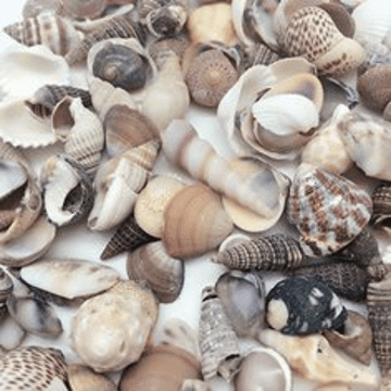 Mixed Beach Shells - 400g Net