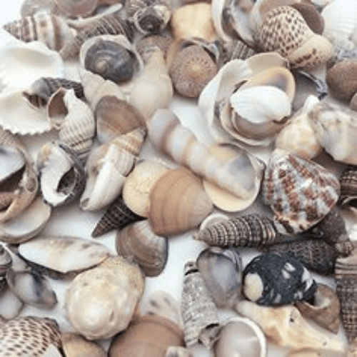 Mixed Beach Shells - 400g Net.