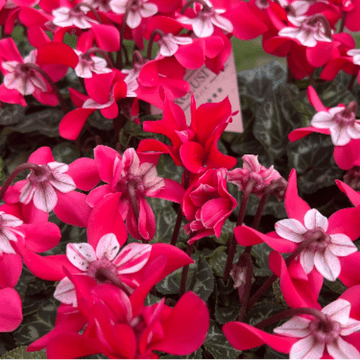 Mixed Cyclamen - lot's of colours to choose from