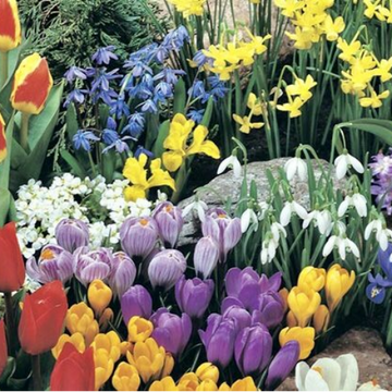 Mixed Potted Spring Bulbs - 6 pack