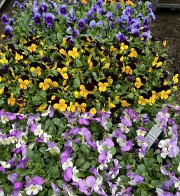 Mixed Scented Winter Violas - Mixed colours