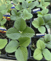 Mixed Strawberry Plants - RHS Garden Merit Award Winners.