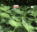 Mixed Strawberry Plants - RHS Garden Merit Award Winners.