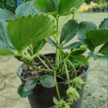 Mixed Strawberry Plants - RHS Garden Merit Award Winners.
