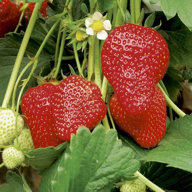 Mixed Strawberry Plants - RHS Garden Merit Award Winners.