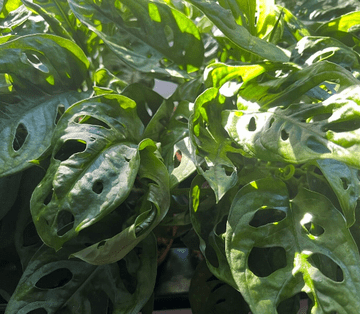 Monkey Mask - Monstera adansonii Swiss Cheeseplant