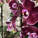 Multi Stemed  Phalaenopsis Orchids - lots of colours to choose from.