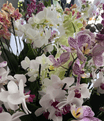 Multi Stemed  Phalaenopsis Orchids - lots of colours to choose from.