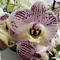 Multi Stemed  Phalaenopsis Orchids - lots of colours to choose from.