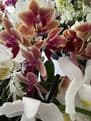 Multi Stemed  Phalaenopsis Orchids - lots of colours to choose from.