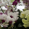 Multi Stemed  Phalaenopsis Orchids - lots of colours to choose from.