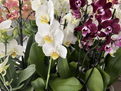 Multi Stemed  Phalaenopsis Orchids - lots of colours to choose from.