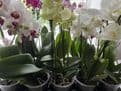 Multi Stemed  Phalaenopsis Orchids - lots of colours to choose from.