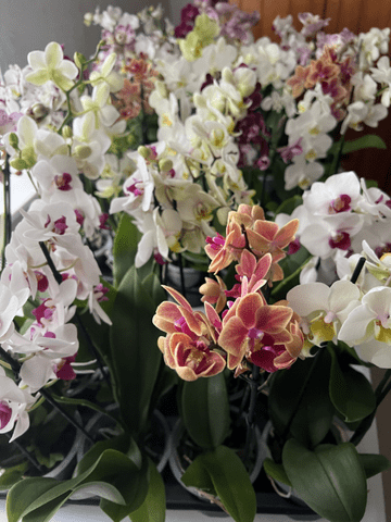 Multi Stemed Phalaenopsis Orchids - lots of colours to choose from