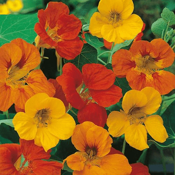 Nasturtium - Strip Pack - Lots of plants per strip.