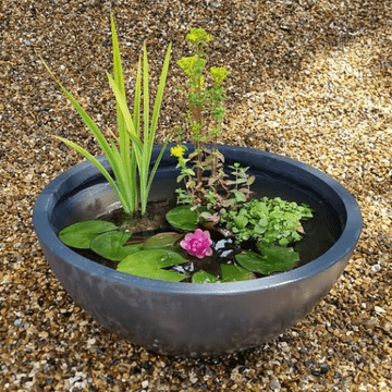New for 2026 - Pond In A Pot - 55cm