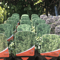 Oregano - Hot and Spicy - 8.5cm Pot - Herb.