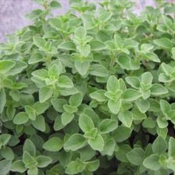 Oregano - Hot and Spicy - 8.5cm Pot - Herb