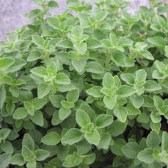 Oregano - Hot and Spicy - 8.5cm Pot - Herb.