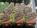 Oregano Variegated  - 8.5cm Pot - Herb.
