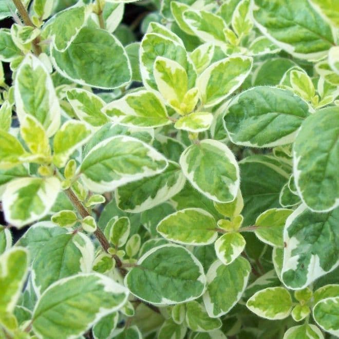 Oregano Variegated  - 8.5cm Pot - Herb.