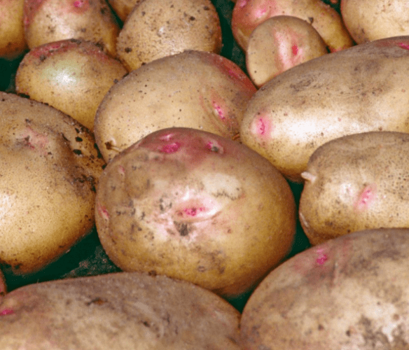 Organic Cara Seed Potatoes Main Crop small Potato Tubers (1).