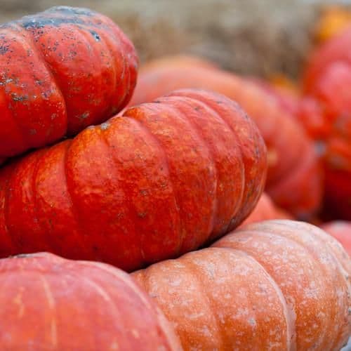 Organic Pumpkin Seeds - Cinderella.