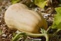 Organic Homegrown  Butternut Squash Seeds.