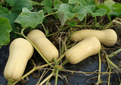 Organic Homegrown  Butternut Squash Seeds.