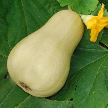 Organic Homegrown Butternut Squash Seeds