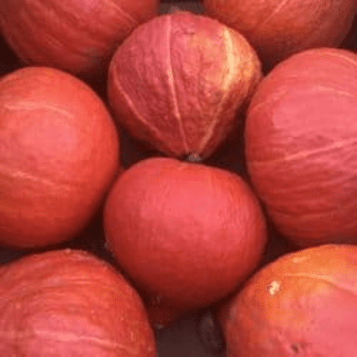 Organic Homegrown Onion Squash Seeds.