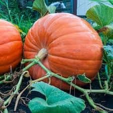 Pumpkin Seeds - Big Max.