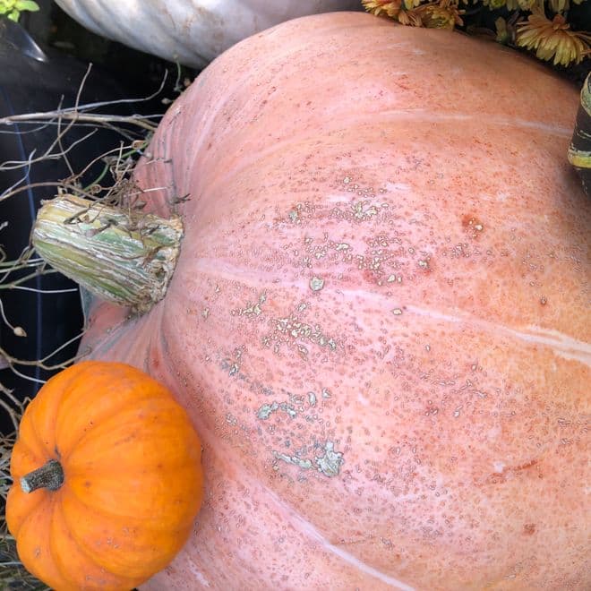 Organic Pumpkin Seeds - Giant Marble.