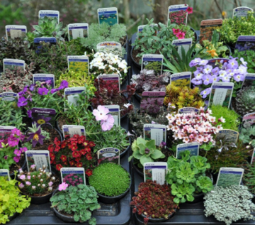 Perennial Hardy Alpines - Best Selection 9cm pots