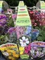 PRE ORDER NOW FOR DELIVERY 2026 - Perennial Hardy Alpines - Mixed Pack of 6 plants.