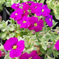 PRE ORDER NOW FOR DELIVERY 2026 - Perennial Hardy Alpines - Mixed Pack of 6 plants.