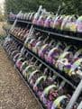 PRE ORDER NOW FOR DELIVERY 2026 - Perennial Hardy Alpines - Mixed Pack of 6 plants.