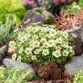 PRE ORDER NOW FOR DELIVERY 2026 - Perennial Hardy Alpines - Mixed Pack of 6 plants.