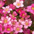 PRE ORDER NOW FOR DELIVERY 2026 - Perennial Hardy Alpines - Mixed Pack of 6 plants.